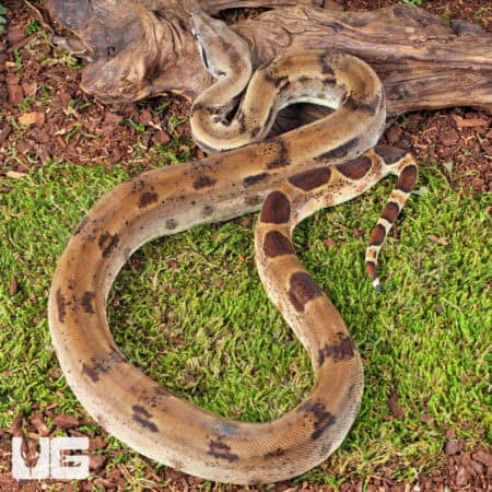 Yearling Female Het Albino Blood Python (Python curtus) For Sale - Underground Reptiles