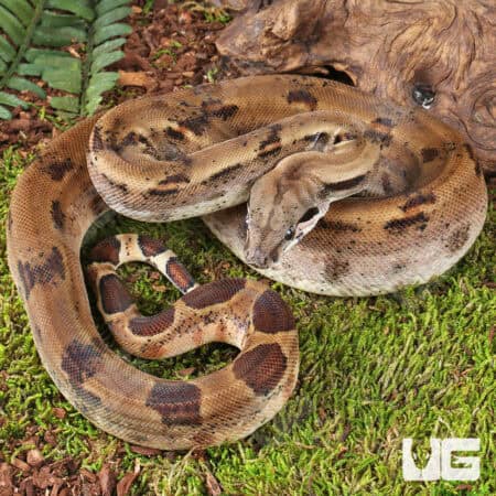 Female Hypo Motley Colombian Redtail Boa (Boa constrictor imperator) For Sale - Underground Reptiles