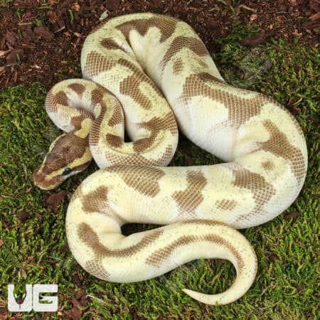 Beautiful ball python with distinctive pattern, perfect for reptile enthusiasts.