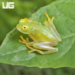 Fleischmann’s Glass Tree Frog For Sale - Underground Reptiles