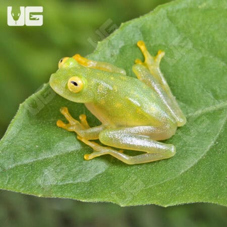Fleischmann’s Glass Tree Frog For Sale - Underground Reptiles