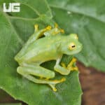 Fleischmann’s Glass Tree Frog For Sale - Underground Reptiles