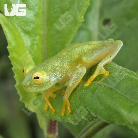 Fleischmann’s Glass Tree Frog For Sale - Underground Reptiles