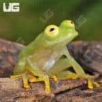 Fleischmann’s Glass Tree Frog For Sale - Underground Reptiles