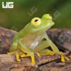 Fleischmann’s Glass Tree Frog For Sale - Underground Reptiles
