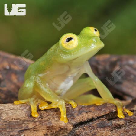 Fleischmann’s Glass Tree Frog For Sale - Underground Reptiles