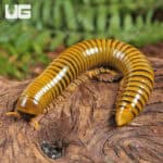 Giant Gold Banded Millipede For Sale - Underground Reptiles