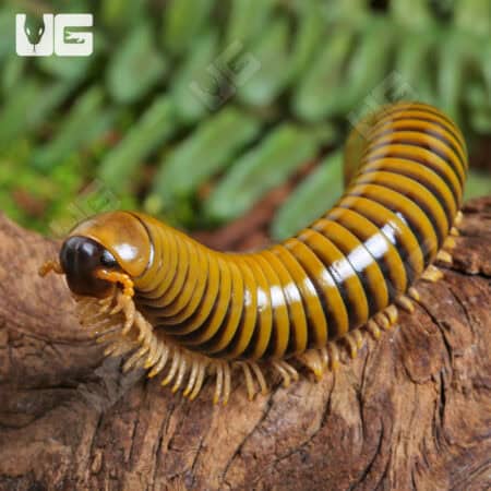 Giant Gold Banded Millipede For Sale - Underground Reptiles
