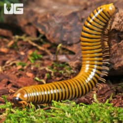 Giant Gold Banded Millipede For Sale - Underground Reptiles