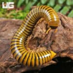 Giant Gold Banded Millipede For Sale - Underground Reptiles