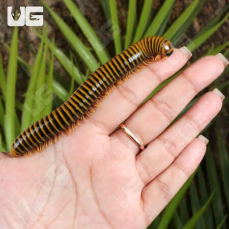 Giant Gold Banded Millipede on hand, showcasing vibrant yellow and black stripes.