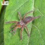 Golden Blue Leg Baboon Tarantula (Harpactira pulchripes) For Sale - Underground Reptiles