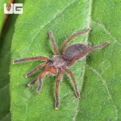 Golden Blue Leg Baboon Tarantula (Harpactira pulchripes) For Sale - Underground Reptiles