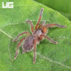 Golden Blue Leg Baboon Tarantula (Harpactira pulchripes) For Sale - Underground Reptiles