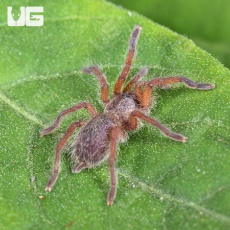 Golden Blue Leg Baboon Tarantula (Harpactira pulchripes) For Sale - Underground Reptiles