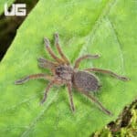 Golden Blue Leg Baboon Tarantula (Harpactira pulchripes) For Sale - Underground Reptiles