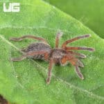 Golden Blue Leg Baboon Tarantula (Harpactira pulchripes) For Sale - Underground Reptiles