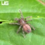 Grand Canyon Black Tarantula (Aphonopelma marxi) For Sale - Underground Reptiles