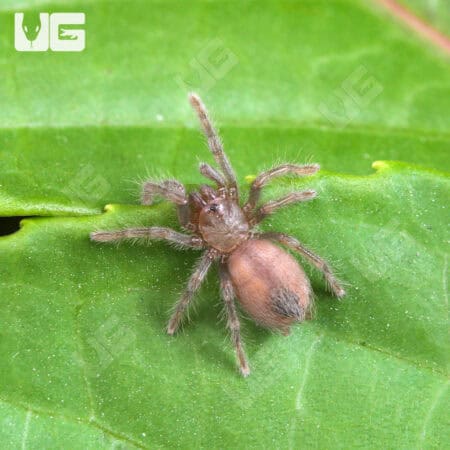 Grand Canyon Black Tarantula (Aphonopelma marxi) For Sale - Underground Reptiles
