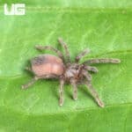 Grand Canyon Black Tarantula (Aphonopelma marxi) For Sale - Underground Reptiles