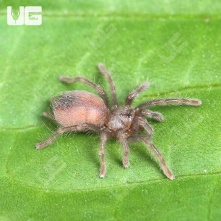 Grand Canyon Black Tarantula (Aphonopelma marxi) For Sale - Underground Reptiles