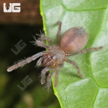 Grand Canyon Black Tarantula (Aphonopelma marxi) For Sale - Underground Reptiles