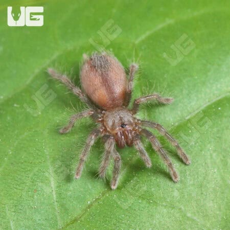 Grand Canyon Black Tarantula (Aphonopelma marxi) For Sale - Underground Reptiles