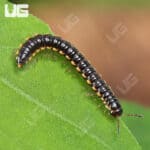 Greenhouse Millipede (Oxidus gracilis) For Sale - Underground Reptiles
