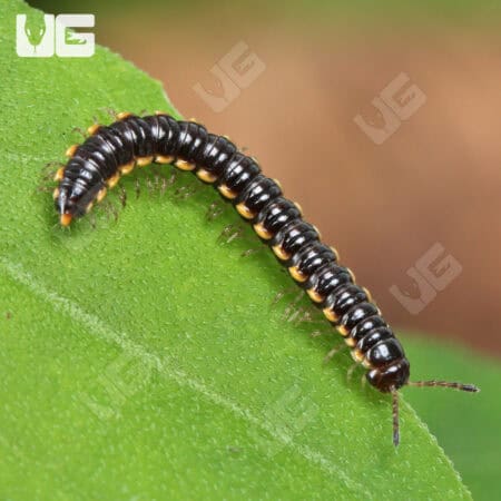 Greenhouse Millipede (Oxidus gracilis) For Sale - Underground Reptiles