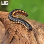 Greenhouse Millipede (Oxidus gracilis) For Sale - Underground Reptiles