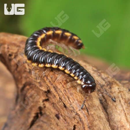 Greenhouse Millipede (Oxidus gracilis) For Sale - Underground Reptiles