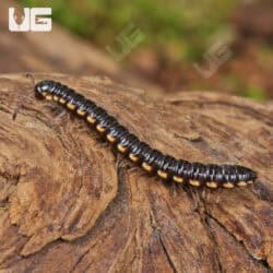 Greenhouse Millipede (Oxidus gracilis) For Sale - Underground Reptiles