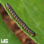 Greenhouse Millipede (Oxidus gracilis) For Sale - Underground Reptiles