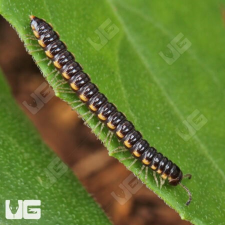 Greenhouse Millipede (Oxidus gracilis) For Sale - Underground Reptiles
