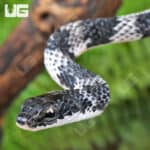 Halmahera Keelback Snakes (Tropidonophis punctiventris) For Sale - Underground Reptiles