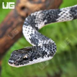Halmahera Keelback Snakes (Tropidonophis punctiventris) For Sale - Underground Reptiles