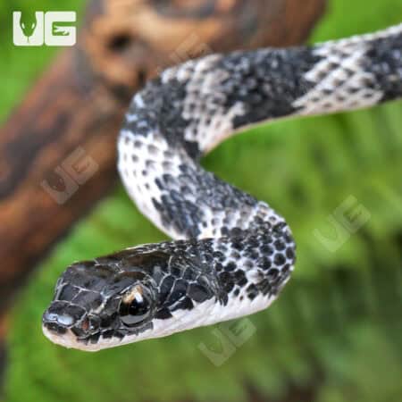 Halmahera Keelback Snakes (Tropidonophis punctiventris) For Sale - Underground Reptiles