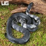 Halmahera Keelback Snakes (Tropidonophis punctiventris) For Sale - Underground Reptiles