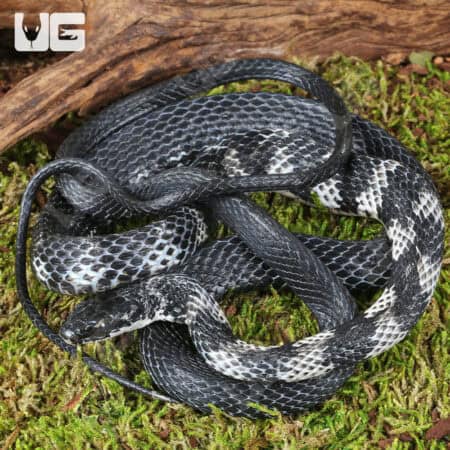 Halmahera Keelback Snakes (Tropidonophis punctiventris) For Sale - Underground Reptiles