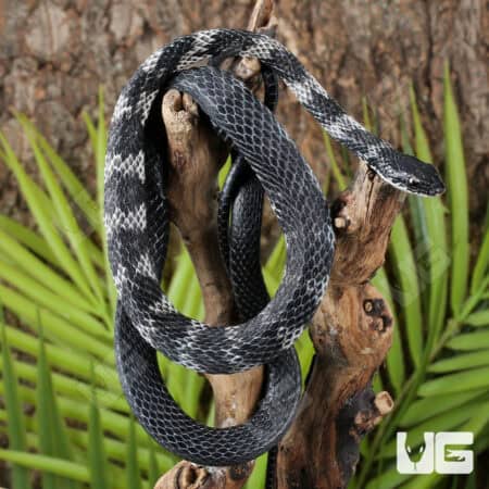 Halmahera Keelback Snakes (Tropidonophis punctiventris) For Sale - Underground Reptiles