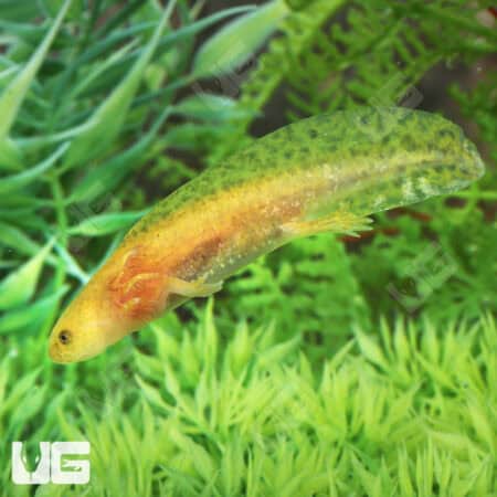 Hypo Copper Axolotls For Sale - Underground Reptiles