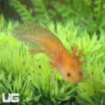 Hypo Copper Axolotls For Sale - Underground Reptiles