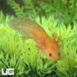 Hypo Copper Axolotls For Sale - Underground Reptiles
