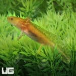 Hypo Copper Axolotls For Sale - Underground Reptiles
