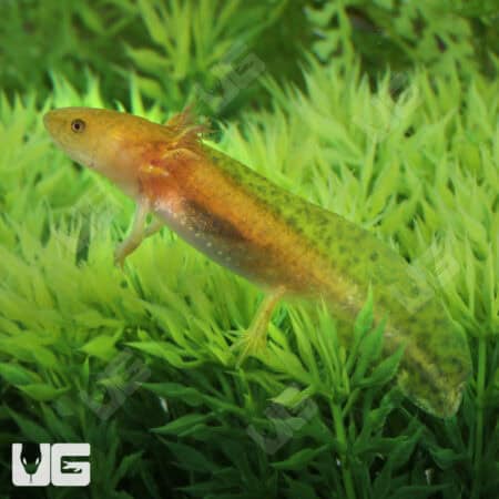 Hypo Copper Axolotls For Sale - Underground Reptiles