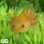 Hypo Copper Axolotls For Sale - Underground Reptiles