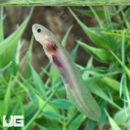 Hypo Melanistic Axolotls For Sale - Underground Reptiles