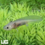 Hypo Melanistic Axolotls For Sale - Underground Reptiles