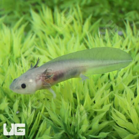 Hypo Melanistic Axolotls For Sale - Underground Reptiles