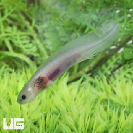 Hypo Melanistic Axolotls For Sale - Underground Reptiles